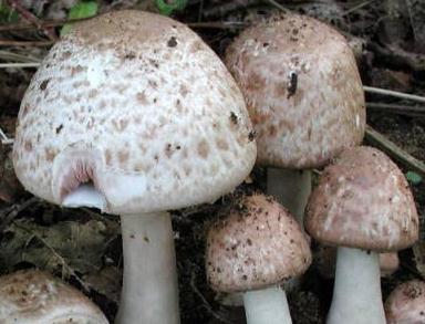 Agaric à écailles sombres