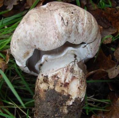 Agaric à flocons