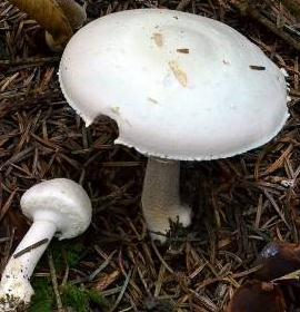 Agaric à pied bulbeux