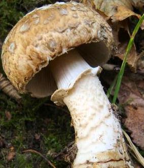 Agaric à pied laineux