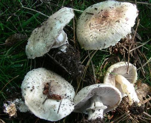 Agaric améthyste