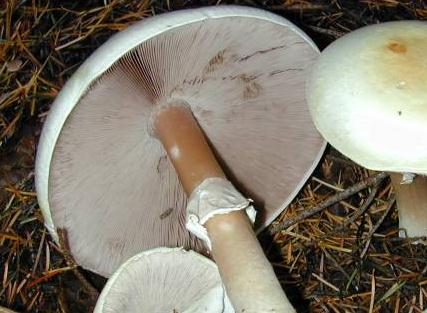 Agaric anisé des bois