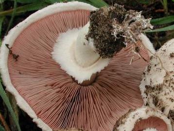 Agaric Bispore