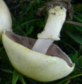 Agaric blanc jaunissant