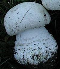 Agaric blanc sanguinolent