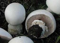 Agaric boule de neige