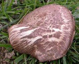 Agaric brun cuivré