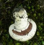 Agaric champêtre