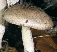 Agaric d'Anna