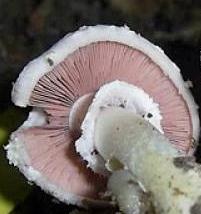 Agaric d'été