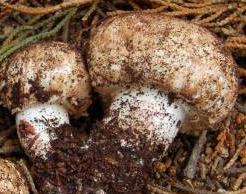 Agaric de Boisselet