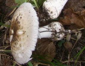 Agaric de Bresadola