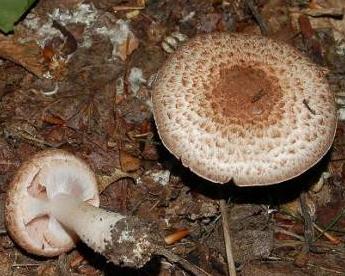 Agaric de Lange