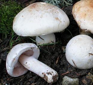 Agaric de printemps