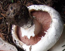 Agaric des bords de route