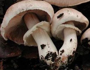 Agaric des Cyprés