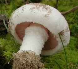 Agaric des dunes