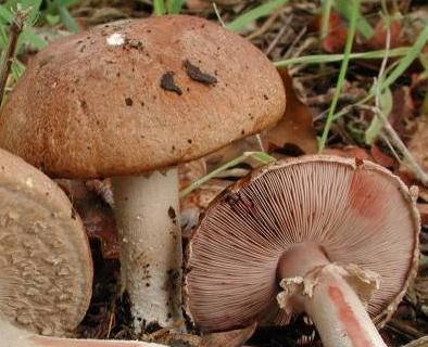 Agaric des forêts