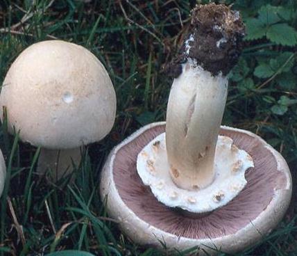 Agaric des jachères