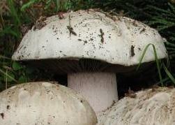 Agaric des prés salés