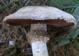 Agaric des sables