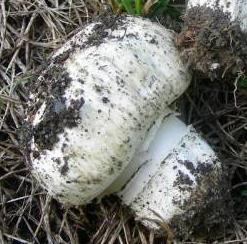 Agaric des trottoirs