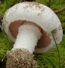 Agaric du Devon