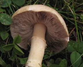 Agaric élégant