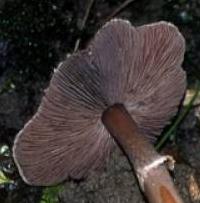 Agaric fibrilleux