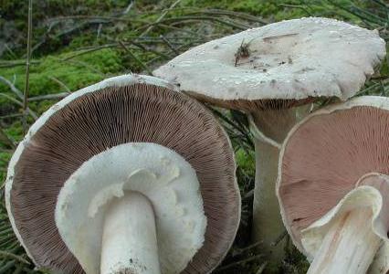 Agaric fissuré