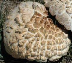 Agaric géant des Alpes