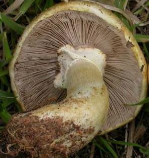 Agaric géant des bois