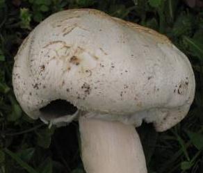 Agaric géant des prés