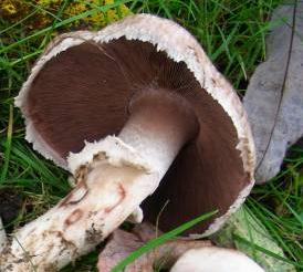 Agaric guêtré