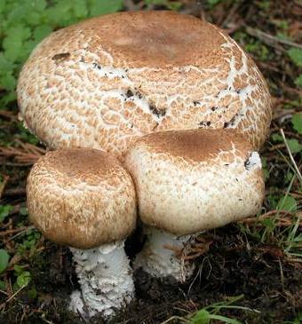 Agaric impérial