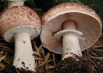 Agaric impudique