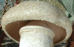 Agaric jaunissant des dunes