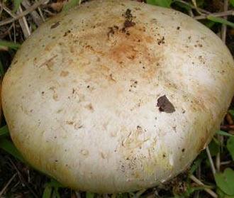 Agaric macrocarpe