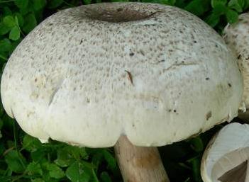 Agaric moucheté