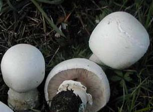 Agaric neigeux