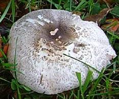 Agaric pintade