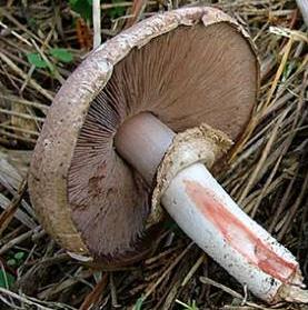 Agaric rougissant