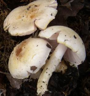 Agaric solitaire