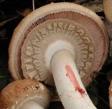 Agaric sylvatique