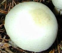 Agaric sylvicole