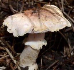 Agaric taché de jaune