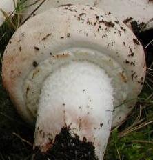 Agaric variable