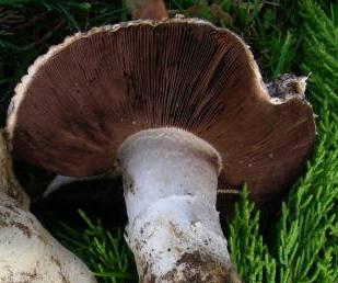 Agaric volvacé des cyprès