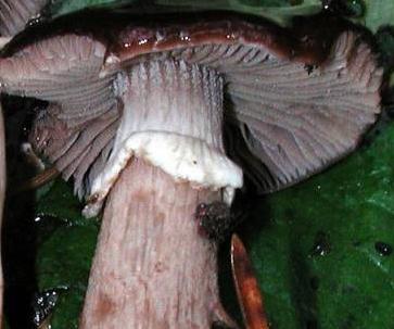 Agrocybe bruntre