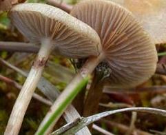 Agrocybe des marais